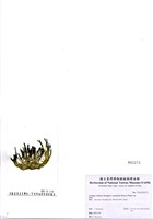 藏品(Caulerpa webbiana Montagne f. tomentella (Harvey) Weber-van Bosse)的圖片